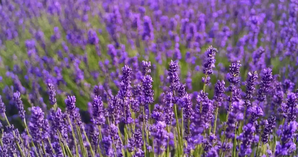 La Soledad Lavender Farm and Guesthouse Harpers Ferry