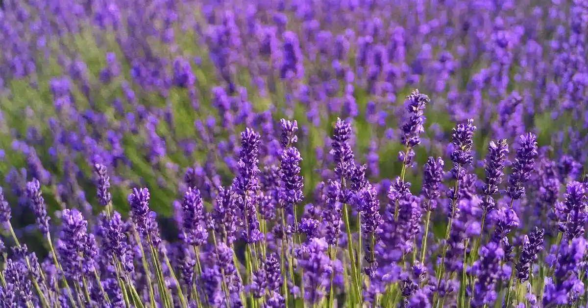 La Soledad Lavender Farm and Guesthouse Harpers Ferry