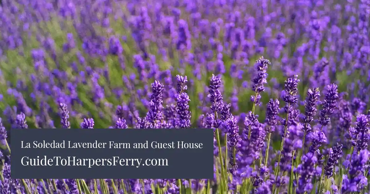 La Soledad Lavender Farm and Guesthouse