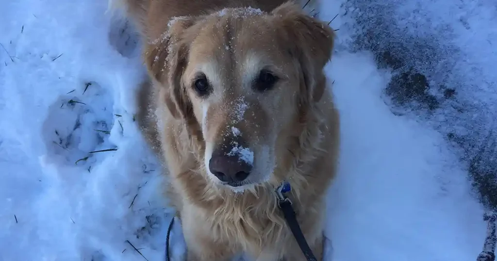 Dog friendly Harpers Ferry in Winter