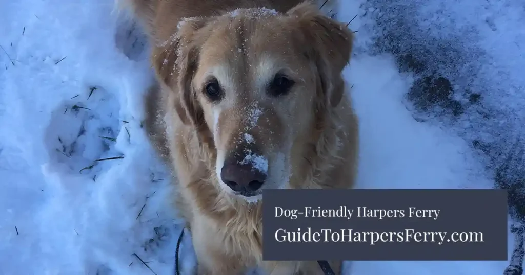 Dog friendly Harpers Ferry in Winter